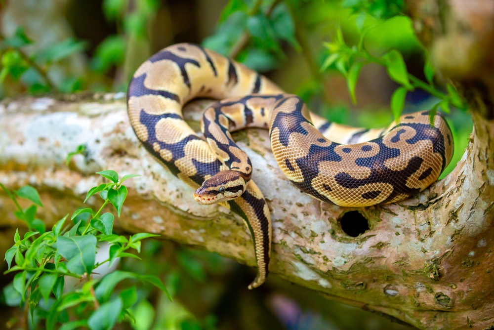 This 69-Year-Old Florida Veteran Outfoxed 906 Hunters and Killed 96 Pythons in 10 Days