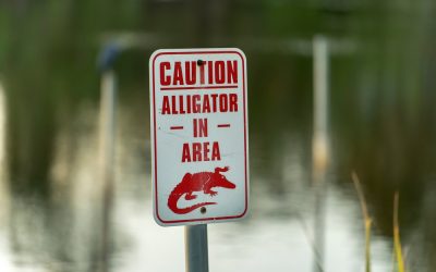 A Boater Eating Lunch Spotted a 10-Foot Gator Charging Full Speed and Did Something That Saved a Woman’s Life