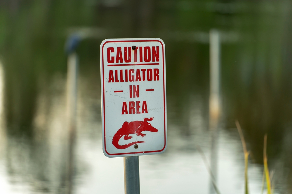 A Boater Eating Lunch Spotted a 10-Foot Gator Charging Full Speed and Did Something That Saved a Woman’s Life