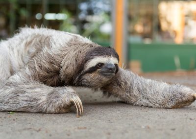 Ron DeSantis Told His Staff No Senioritis and Tallahassee Is Already Auditioning His Replacement Three-toed,Sloth,In,Costa,Rica.,Mammal,,Lazy.