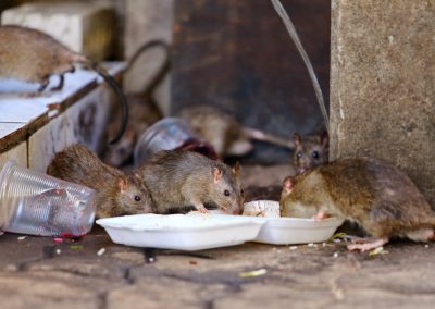 Dirty,Mice,Are,Eating,Debris,Next,To,Each,Other,On