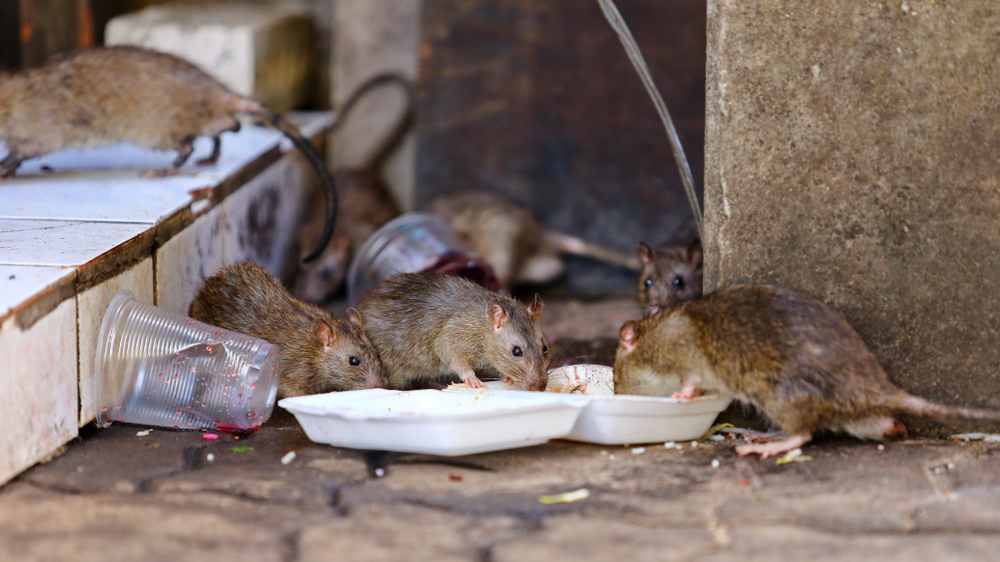 Dirty,Mice,Are,Eating,Debris,Next,To,Each,Other,On