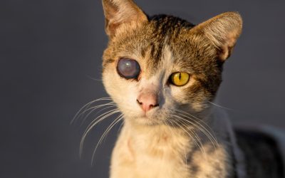 A Florida Father Killed His Daughter’s Kittens With a Blow Dryer and She Was the One Who Called 911