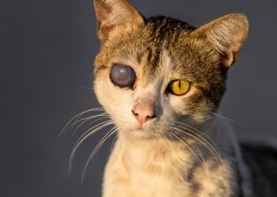 A Florida Father Killed His Daughter’s Kittens With a Blow Dryer and She Was the One Who Called 911 A,Rescue,Cat,At,An,Animal,Shelter,With,A,Prosthetic