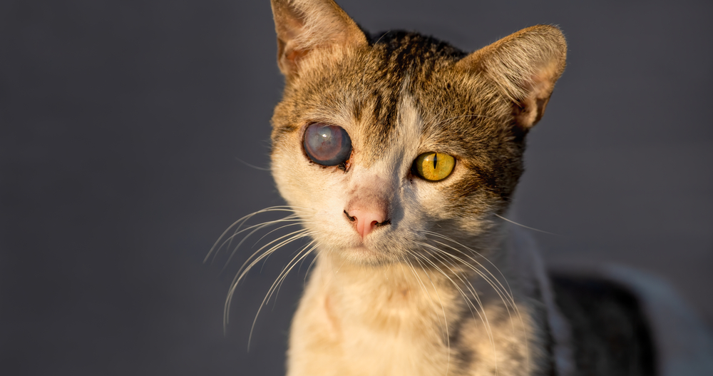 A Florida Father Killed His Daughter’s Kittens With a Blow Dryer and She Was the One Who Called 911