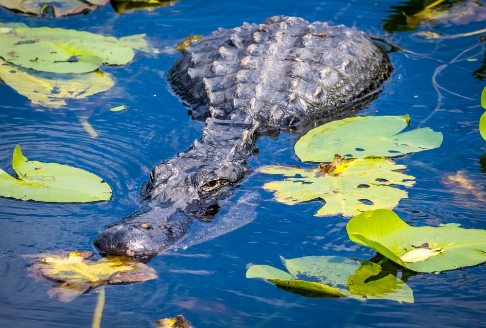 Ron DeSantis Is Cleaning Up the Mess Washington, DC Left Rotting in the Florida Everglades