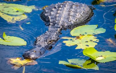 Ron DeSantis Is Cleaning Up the Mess Washington, DC Left Rotting in the Florida Everglades