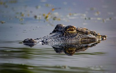 A Florida Kid Ended Up In a 12-Foot Alligator’s Mouth After Ignoring the No Fishing Signs