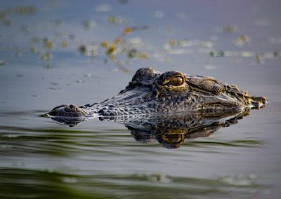 A Florida Kid Ended Up In a 12-Foot Alligator’s Mouth After Ignoring the No Fishing Signs A,Close,Up,Of,The,Great,American,Alligator,In,Black