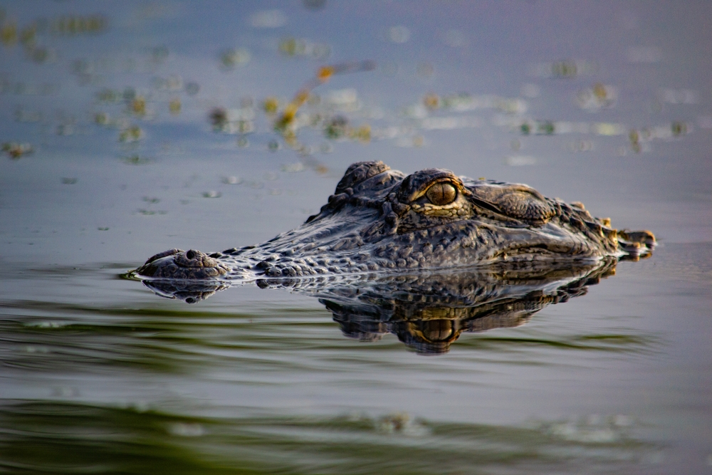 A,Close,Up,Of,The,Great,American,Alligator,In,Black