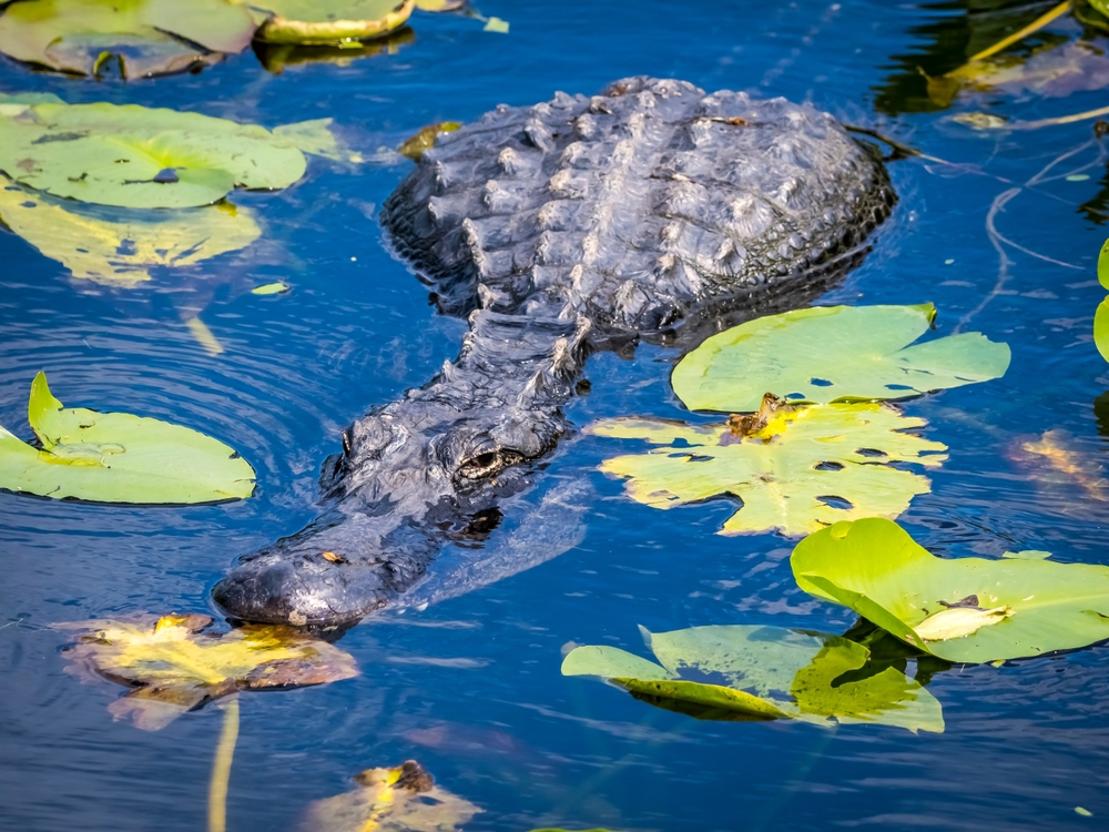 American,Alligator,In,Water,With,Lily,Pads,On,The,Anhinga