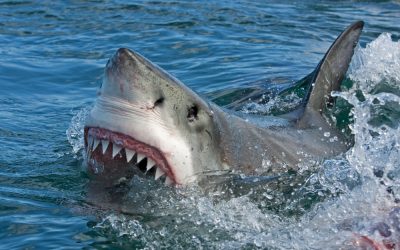 Human Angels Saved This Florida Man After Shark Tore Through His Foot and Left Him Bleeding Out