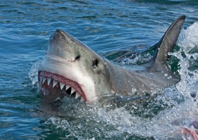 Human Angels Saved This Florida Man After Shark Tore Through His Foot and Left Him Bleeding Out Great,White,Shark,,Carcharodon,Carcharias
