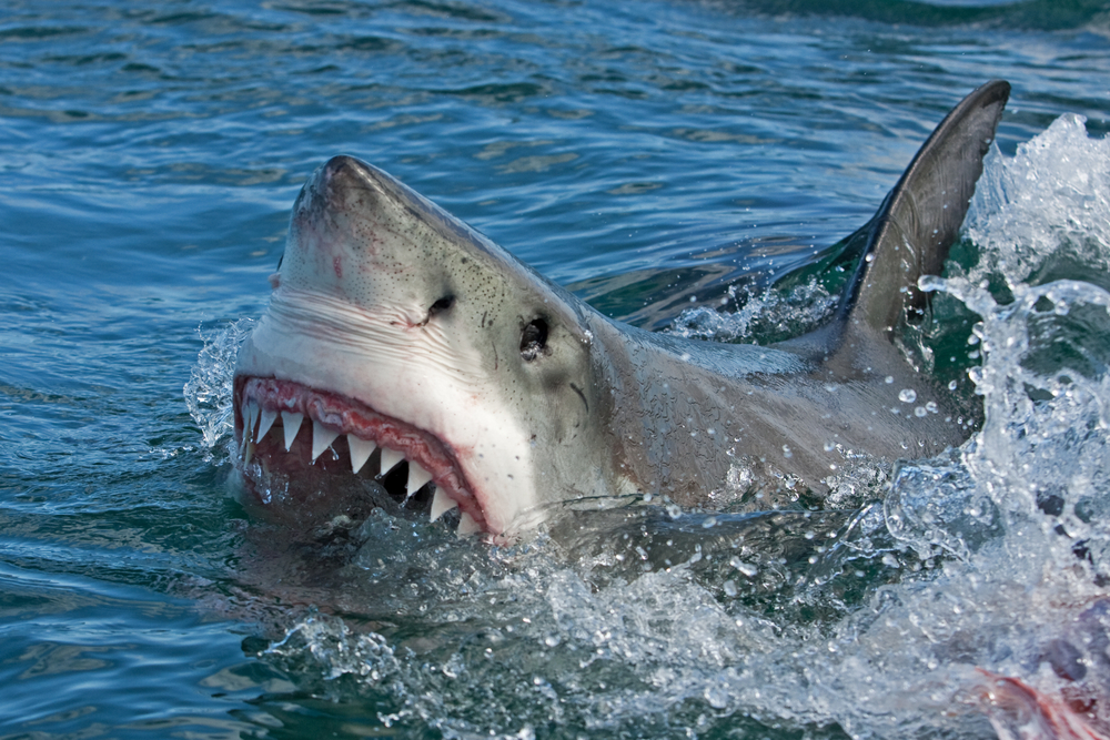 Human Angels Saved This Florida Man After Shark Tore Through His Foot and Left Him Bleeding Out