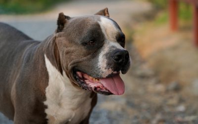 A Florida Man Ran Into a Pit Bull Attack and Did Something Most People Would Never Do