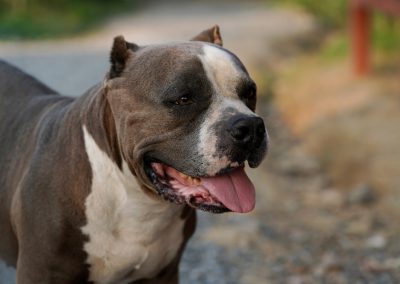 A Florida Man Ran Into a Pit Bull Attack and Did Something Most People Would Never Do Happy,Smiling,American,Bully,Dog.