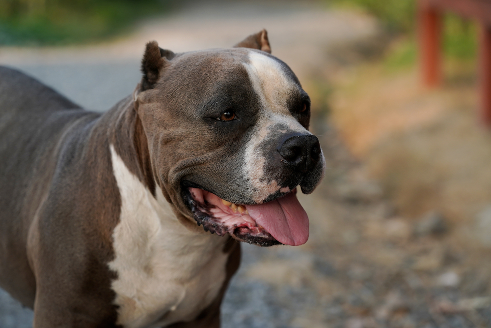 A Florida Man Ran Into a Pit Bull Attack and Did Something Most People Would Never Do