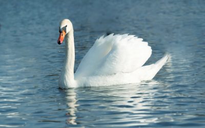 The Florida Man Who Killed an Iconic Swan Was Back on the Streets in Weeks and He Just Lost His Mind at an Arby’s