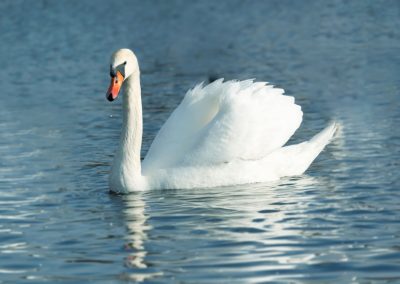 One,Mute,Swans,,cygnus,Olor,,Swimming,On,A,River,In