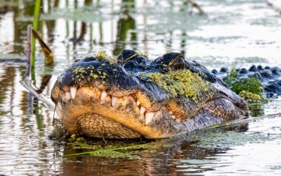 Panic Ensued After a 12-Foot Alligator Dragged a 71-Year-Old Florida Man Into Lake Apopka