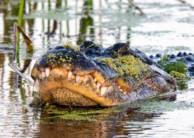 Panic Ensued After a 12-Foot Alligator Dragged a 71-Year-Old Florida Man Into Lake Apopka American,Alligator,In,A,Wetlands