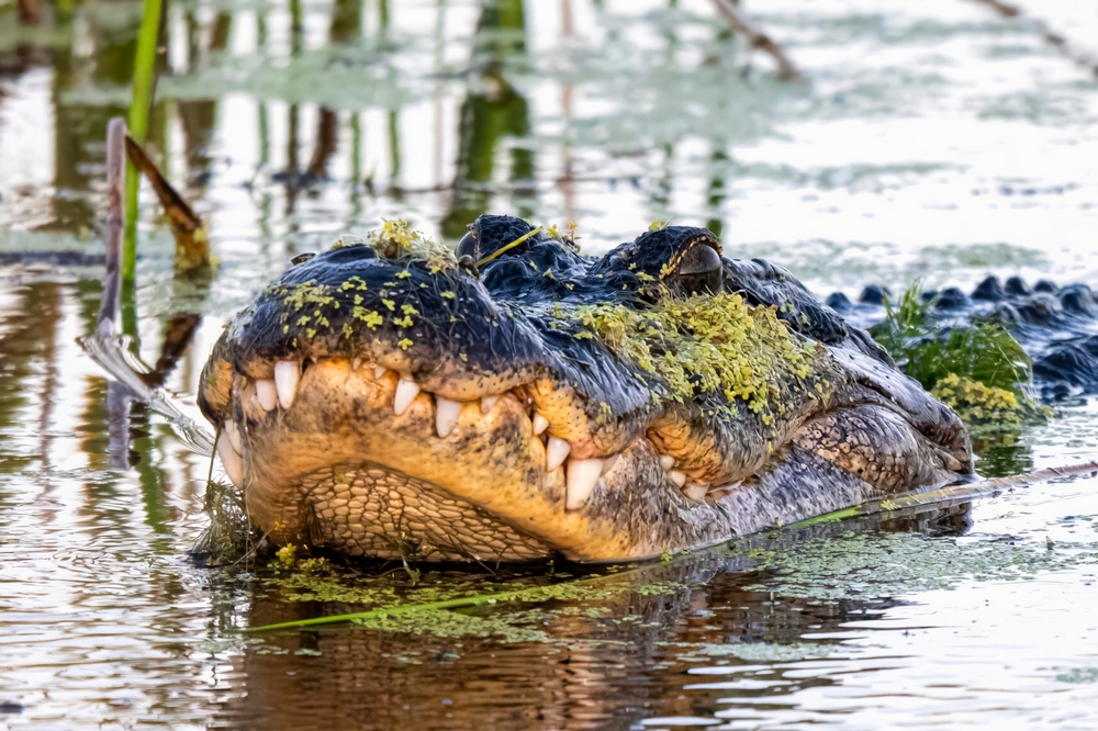 Panic Ensued After a 12-Foot Alligator Dragged a 71-Year-Old Florida Man Into Lake Apopka