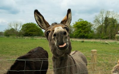 A Florida Woman Told Deputies She Had No Time to Call a Vet for Her Dying Donkey