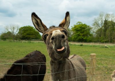 A,Humorous,Close?up,Of,A,Donkey,Standing,Behind,A,Wire