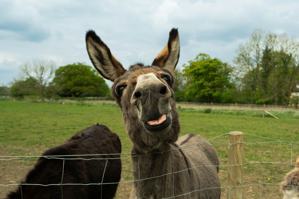 A Florida Woman Told Deputies She Had No Time to Call a Vet for Her Dying Donkey