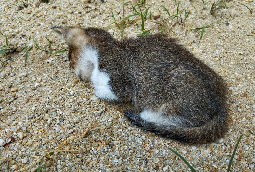 This Venezuelan Illegal Alien Buried Kittens Alive and Told Florida Deputies Exactly Where to Find the Bodies