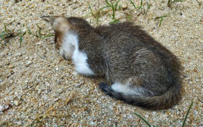 This Venezuelan Illegal Alien Buried Kittens Alive and Told Florida Deputies Exactly Where to Find the Bodies