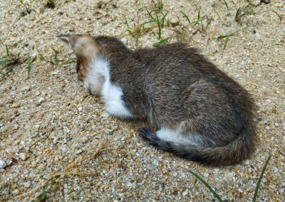 This Venezuelan Illegal Alien Buried Kittens Alive and Told Florida Deputies Exactly Where to Find the Bodies A,Kitten,Sleeping,Like,A,Dead,Cat