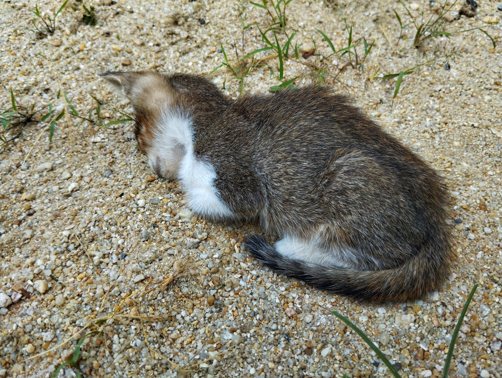 A,Kitten,Sleeping,Like,A,Dead,Cat