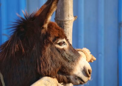 A Florida Man Just Got Arrested For Threatening to Cut Fellow Democrats’ Heads Off Over a Senate Race Donkey,Is,The,Symbol,Of,Democratic,Party,In,The,Usa.domestic