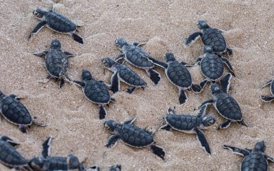 Florida’s AG Just Hit Sea Turtle Poachers With Charges That Could Put Them Away for 75 Years