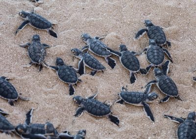 Florida’s AG Just Hit Sea Turtle Poachers With Charges That Could Put Them Away for 75 Years Big,Group,Of,Turtles,Hatchlings,On,The,Beach.,Many,Baby