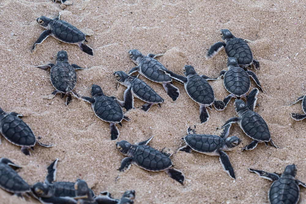 Florida’s AG Just Hit Sea Turtle Poachers With Charges That Could Put Them Away for 75 Years